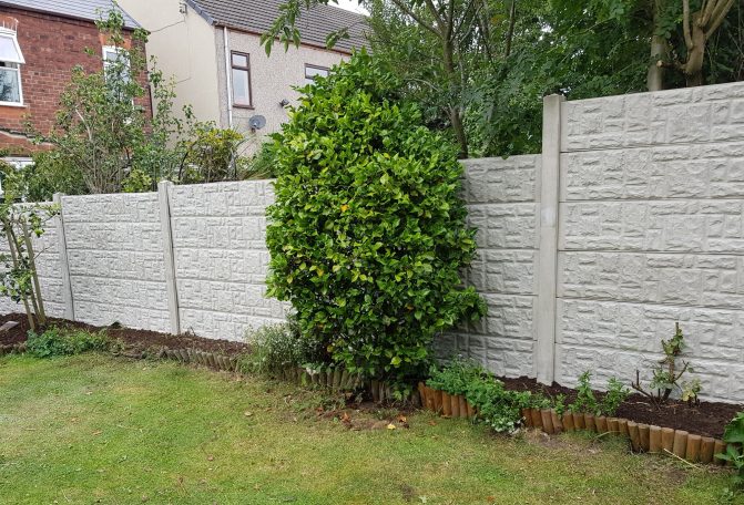 Green shrub beside a grey concrete fence in a garden setting.